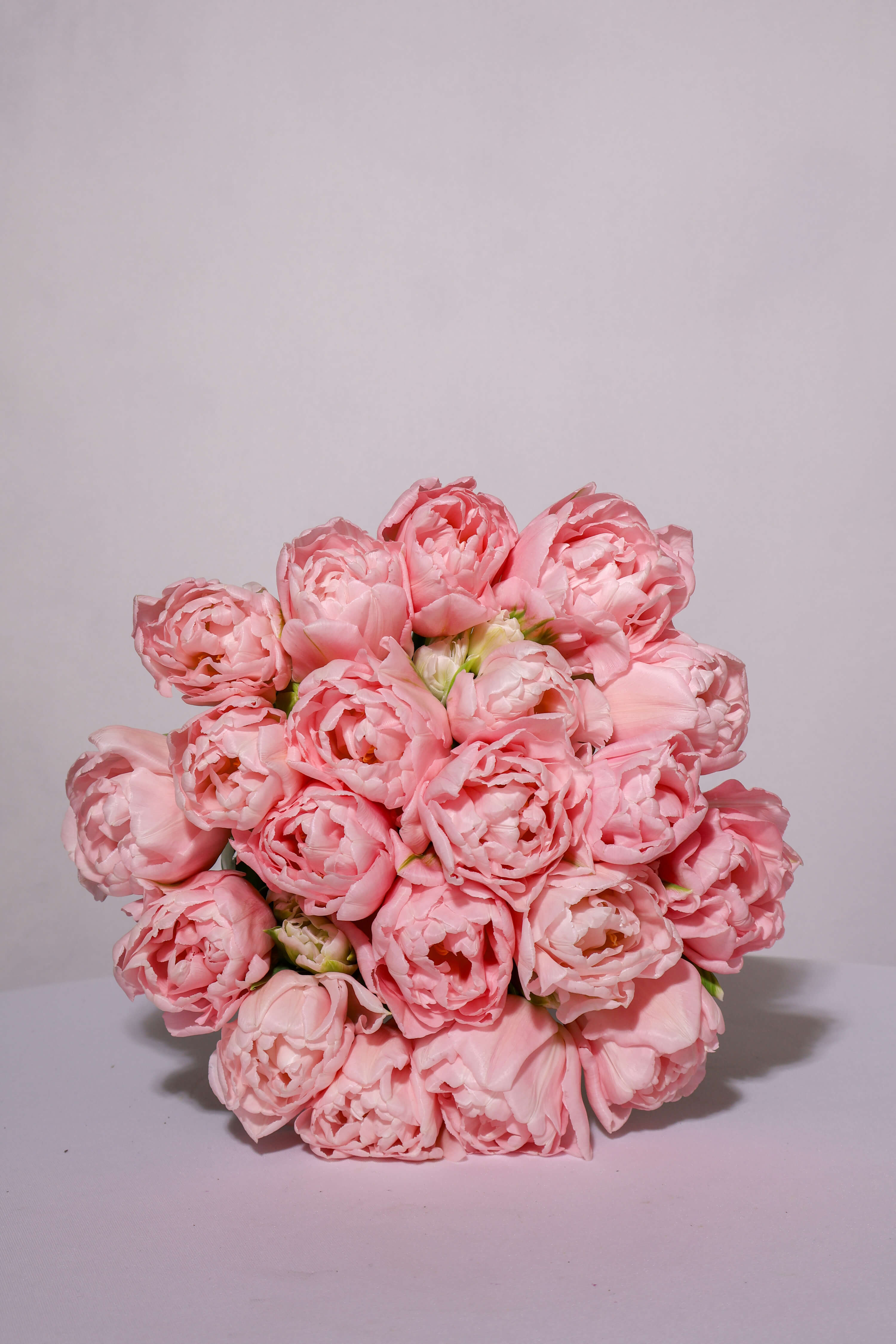 Վարդագույն պիոնակակաչներ - Thumbnail 3 of 3 | Flowers Theory