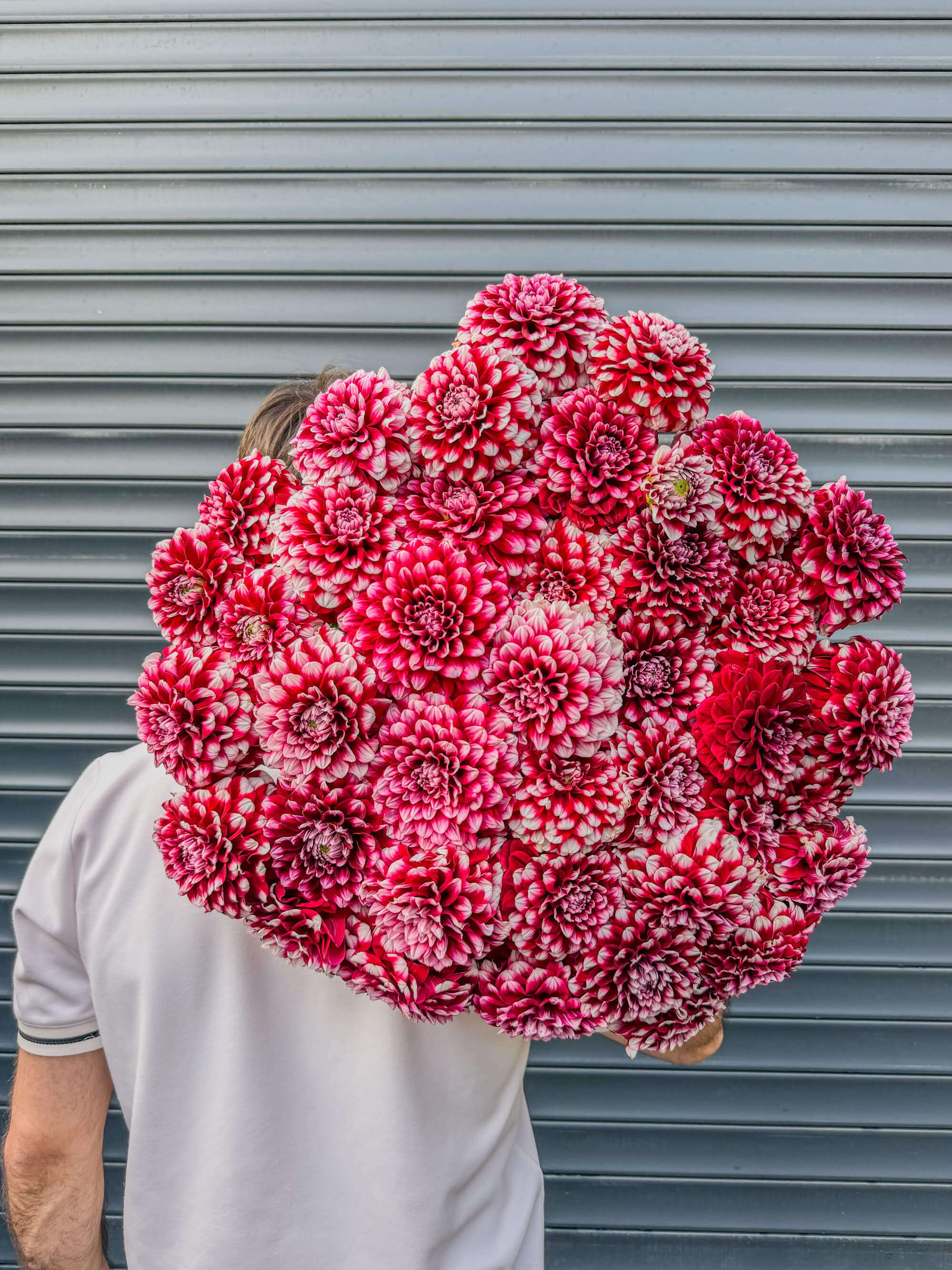 Бордовые шаровидные георгины с белым краем - Букет - Thumbnail 1 of 3 | Flowers Theory