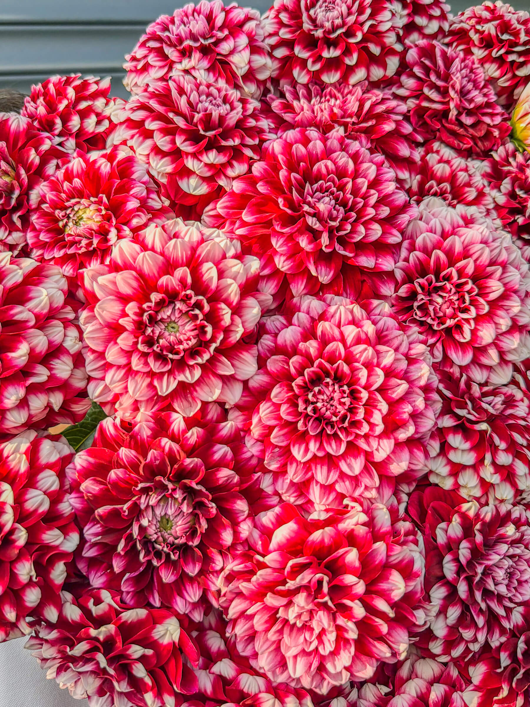 Бордовые шаровидные георгины с белым краем - Букет - Thumbnail 3 of 3 | Flowers Theory