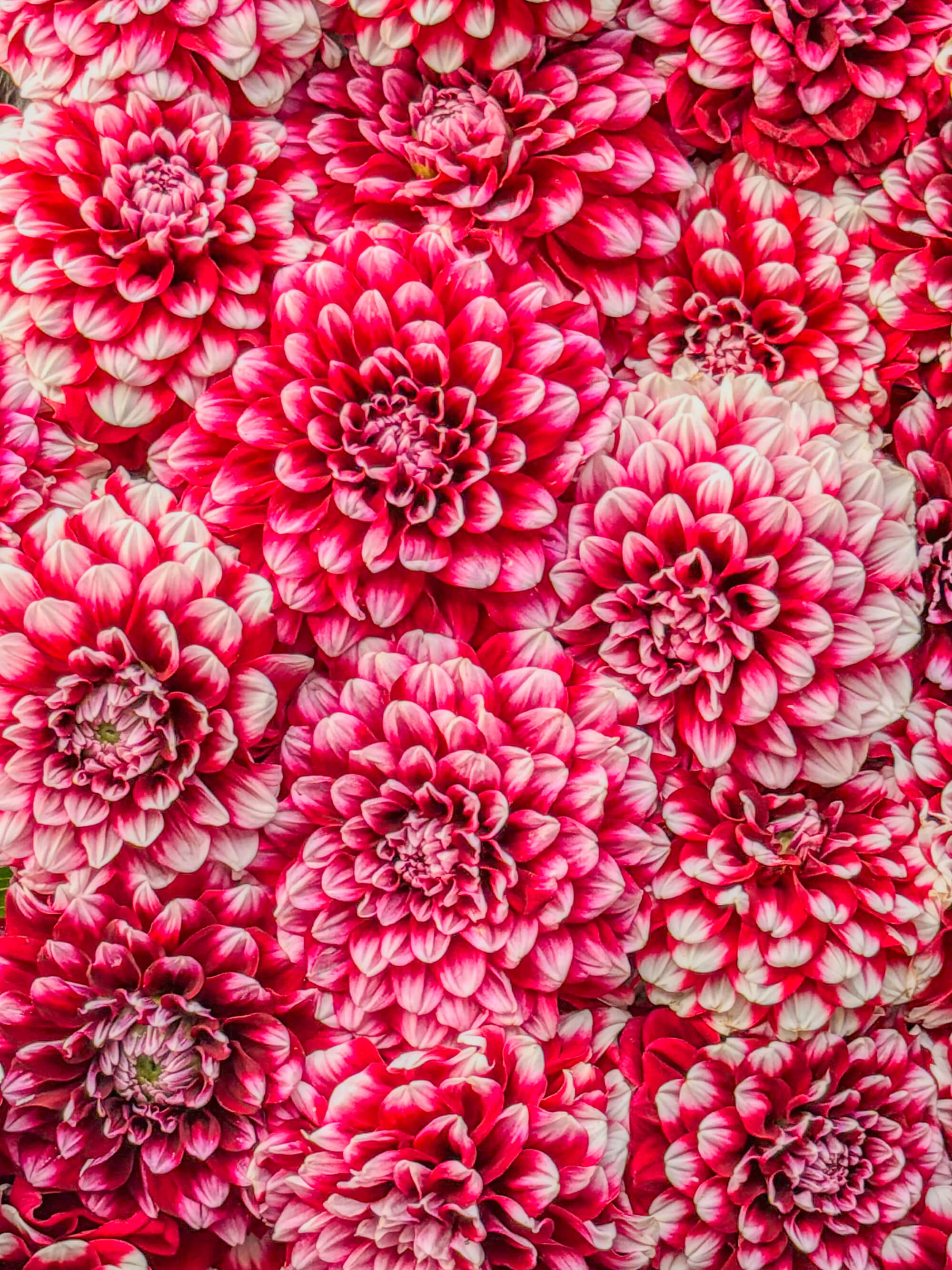 Бордовые шаровидные георгины с белым краем - Букет - Thumbnail 2 of 3 | Flowers Theory