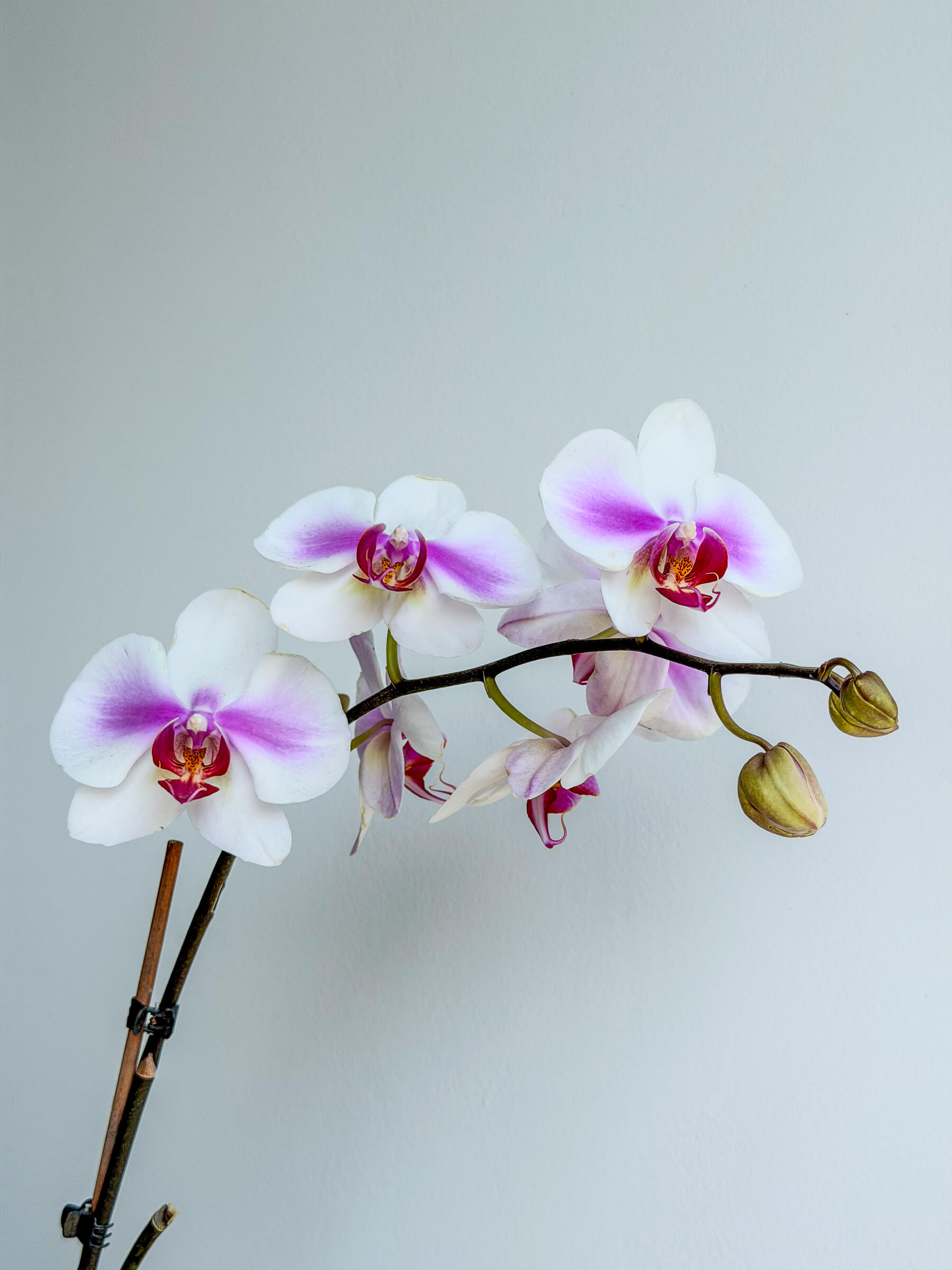 Phalaenopsis Orchid - Elegant Flowering Houseplant - Thumbnail 2 of 2 | Flowers Theory