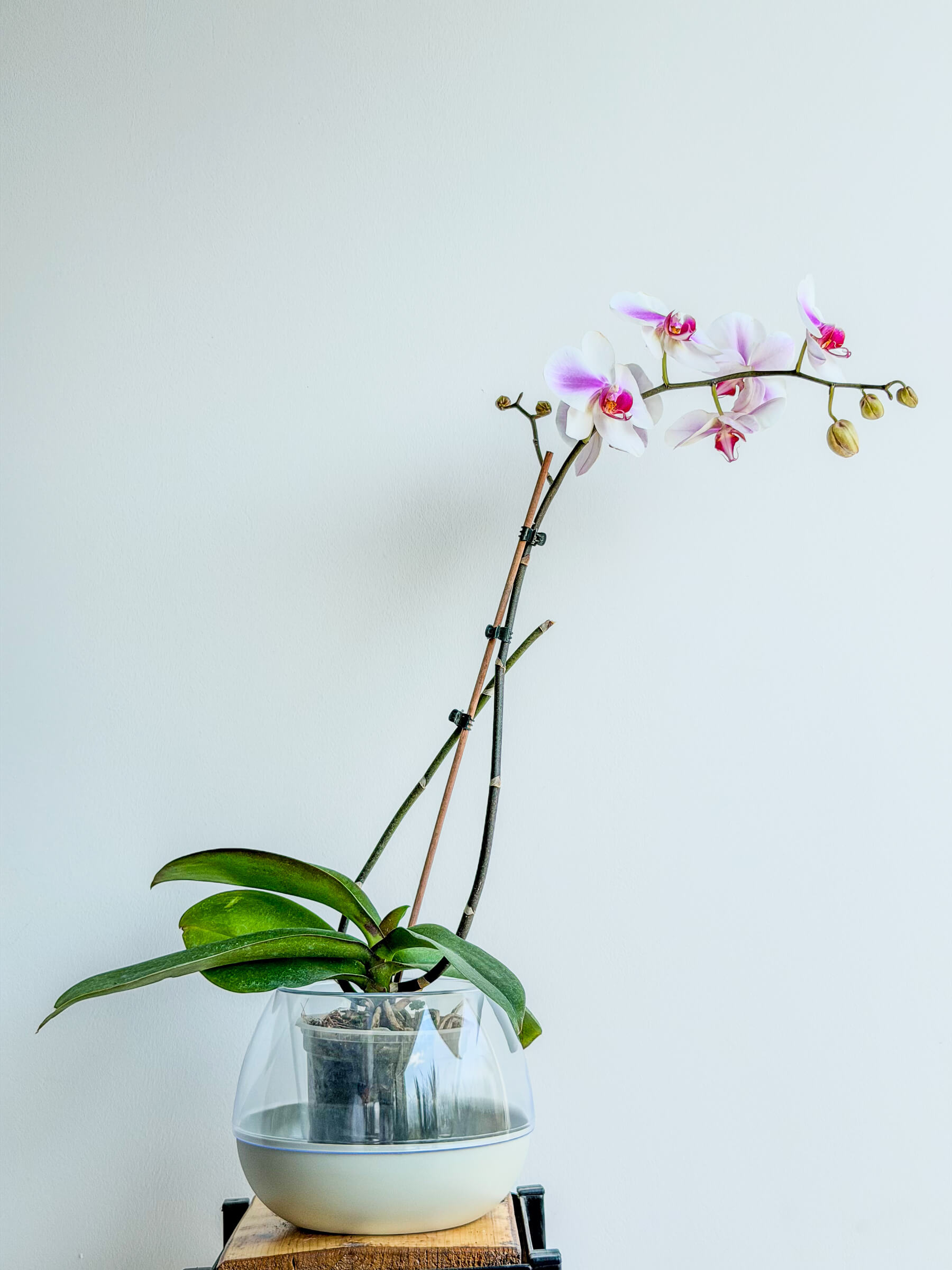 Phalaenopsis Orchid - Elegant Flowering Houseplant - Thumbnail 1 of 2 | Flowers Theory