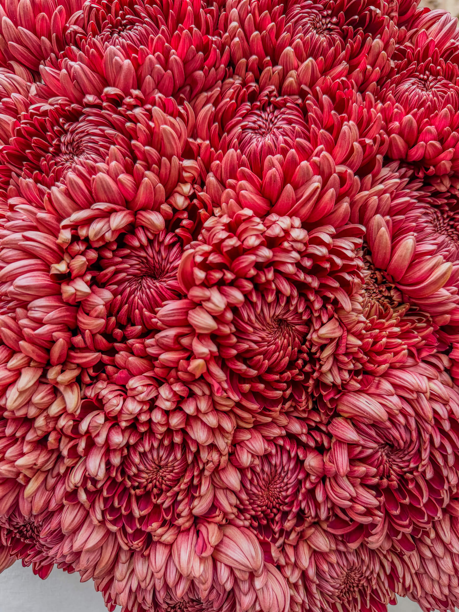 31 Burgundy Chrysanthemums - Elegant Flower Bouquet - Thumbnail 2 of 2 | Flowers Theory
